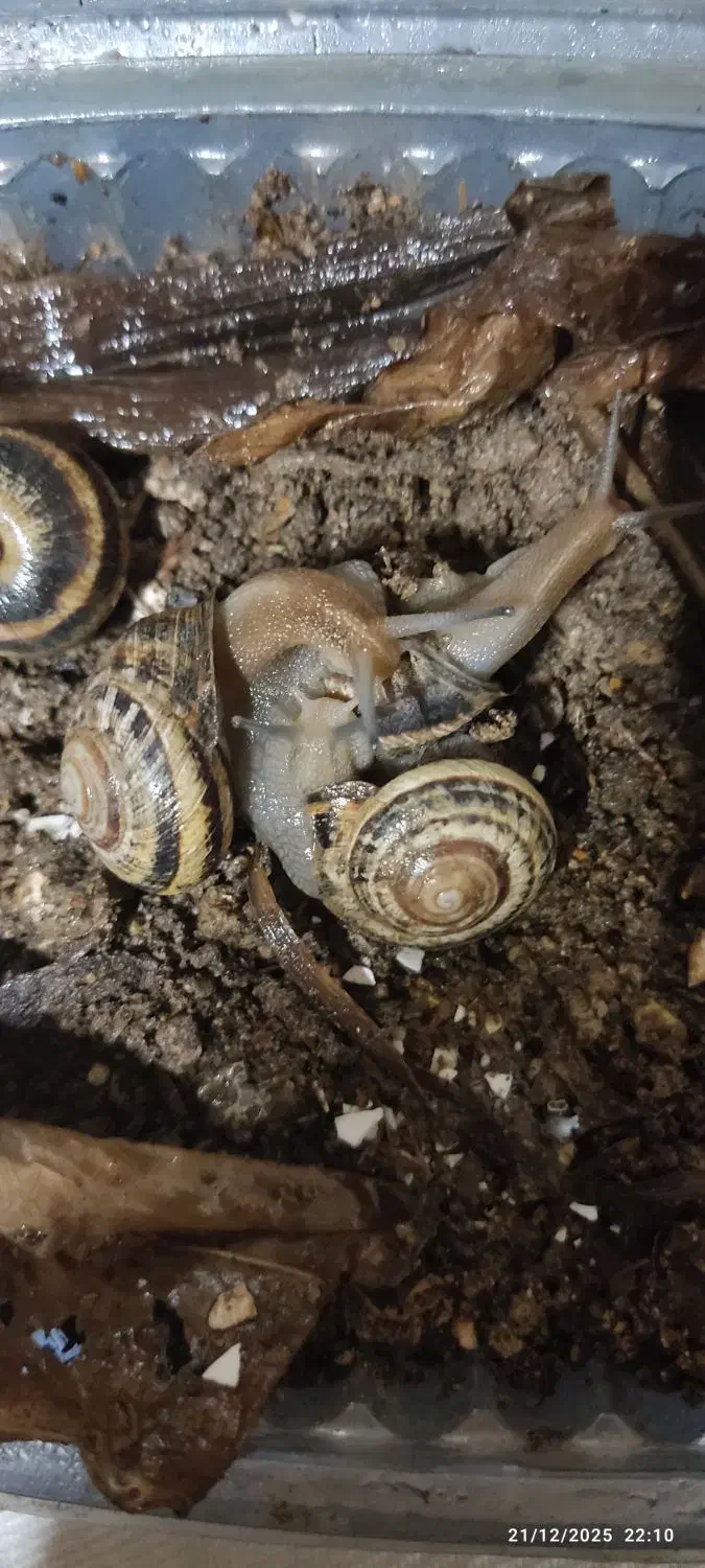 حلزون|خزنده|شاهینشهر, شهرک گلدیس|دیوار