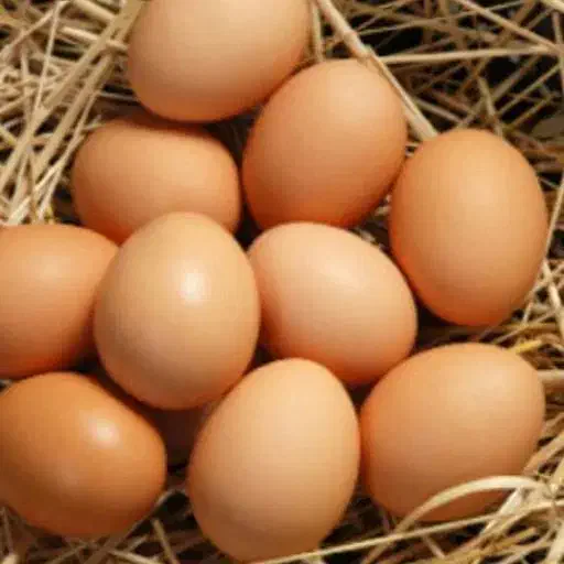 تخم مرغ محلی ارگانیک تحویل رایگان|خوردنی و آشامیدنی|مراغه, |دیوار