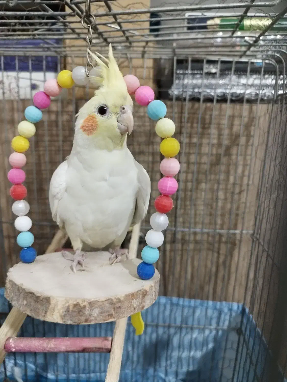 عروس هلندی نر با قفس و متعلقات|پرنده|قم, شهرک مهدیه|دیوار