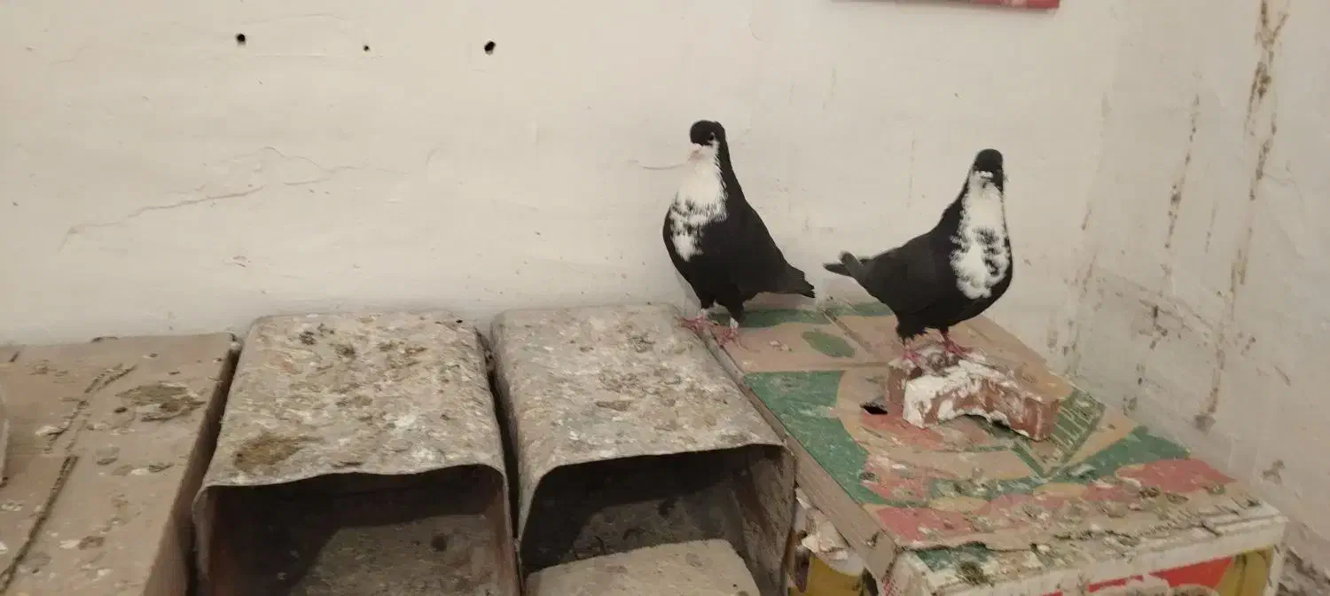 دو جفت خوشگل|پرنده|زرند, |دیوار