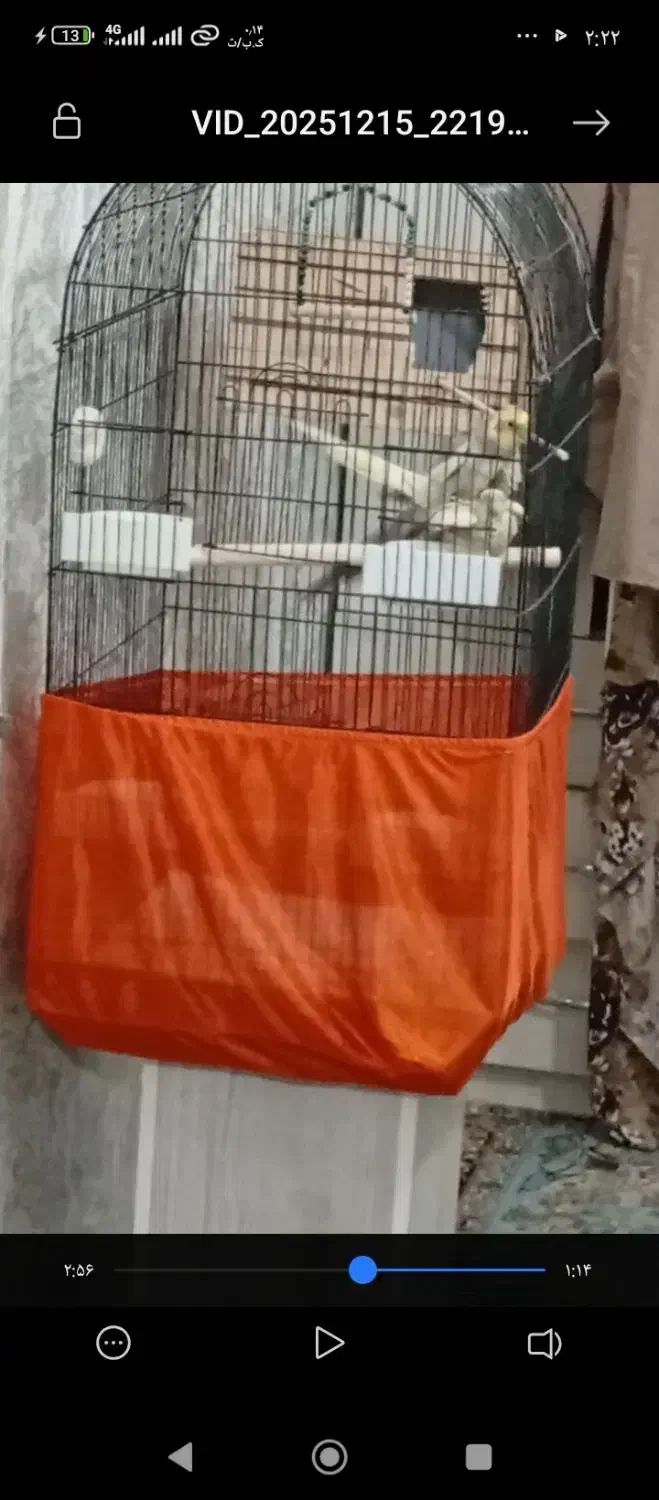 عروس هلندی مولد با ضمانت|پرنده|فردیس, شهرک شهید حسینی|دیوار