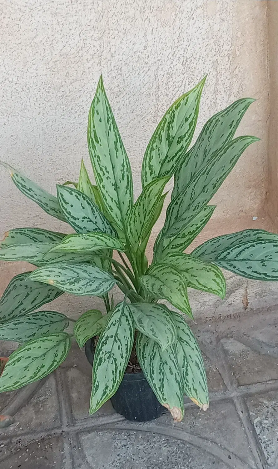 لباس|لباس|آبدانان, |دیوار