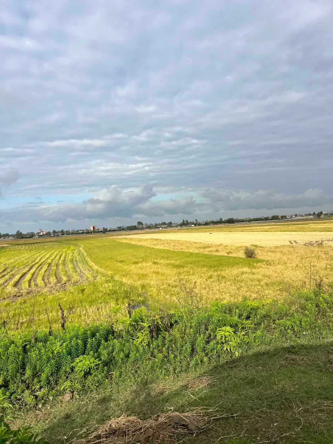 فروش زمین شالیزاری|فروش دفتر صنعتی، کشاورزی، تجاری|هادی شهر, |دیوار