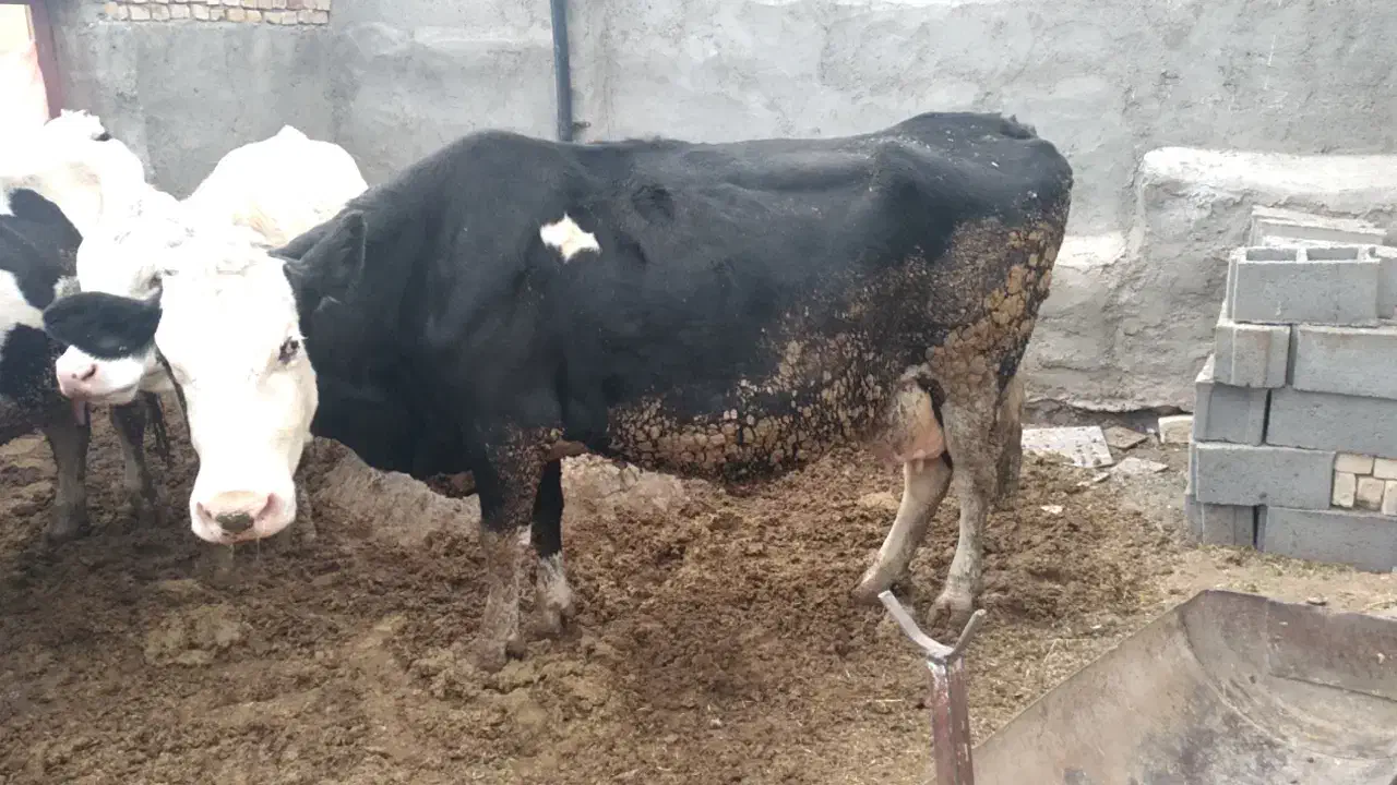 گاو پر تولیذ|حیوانات مزرعه|بیرجند, |دیوار