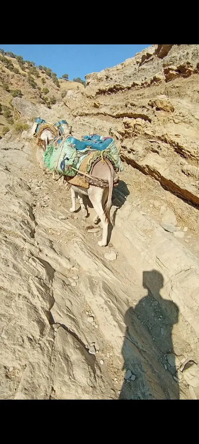 خرر|حیوانات مزرعه|جوانرود, |دیوار