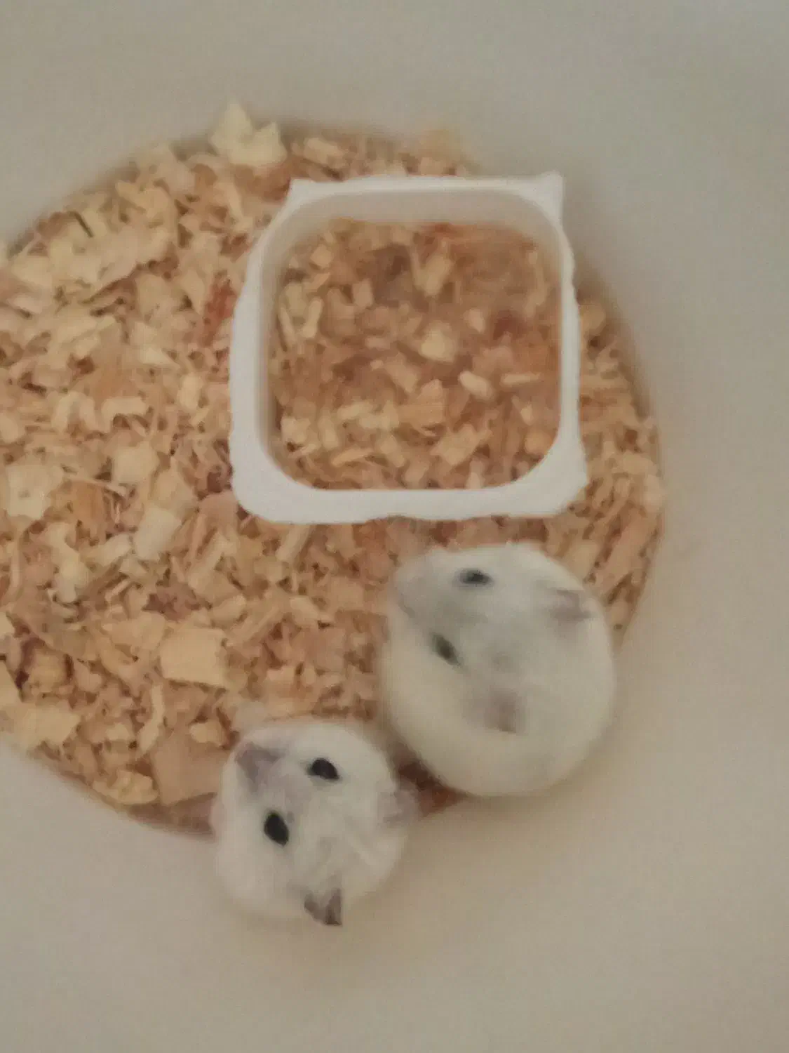 همستر های کوچولوی خانگی|موش و خرگوش|اسلام‌شهر, شهرک قائمیه|دیوار