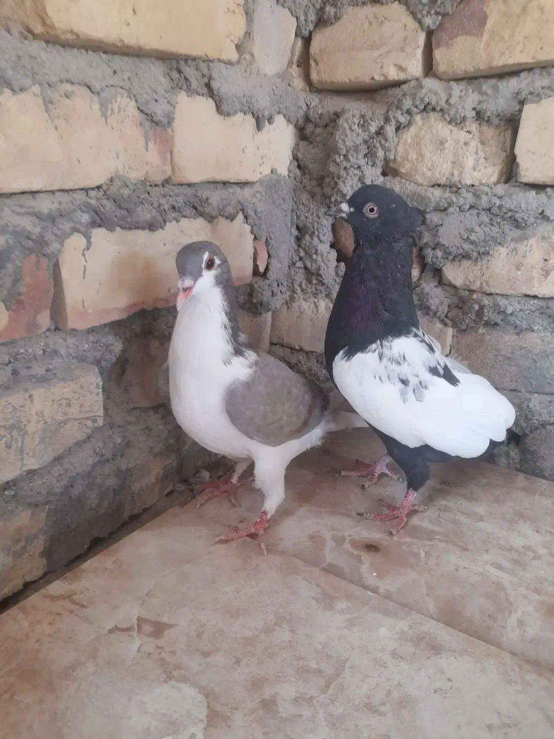 کبوتر سینه ای و اصفهانی|پرنده|مهریز, |دیوار