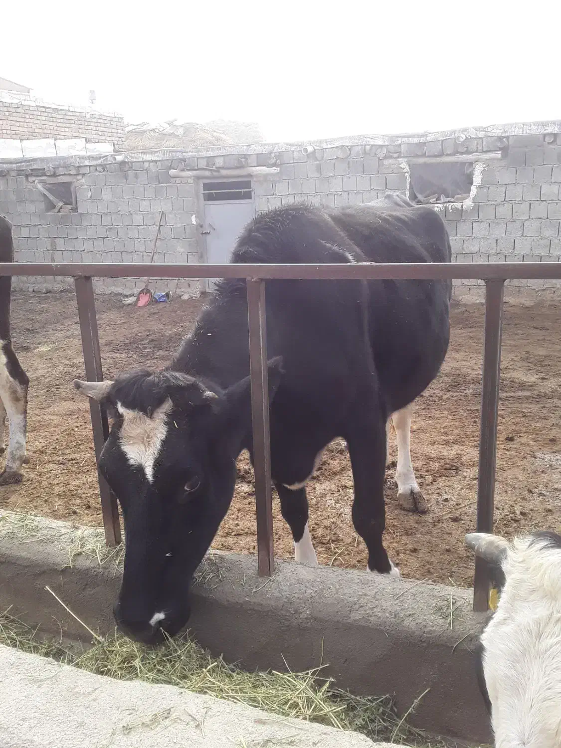 گاو|حیوانات مزرعه|انزل, |دیوار