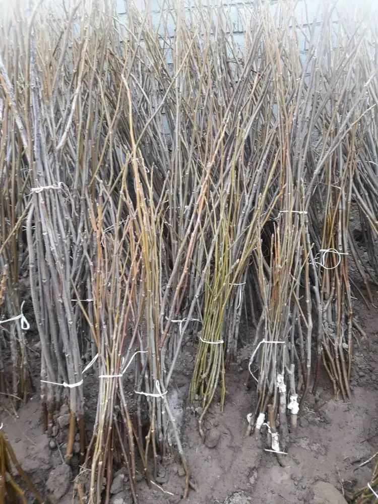 فروش نهال|گل و گیاه طبیعی|شیراز, ترمینال باربری|دیوار