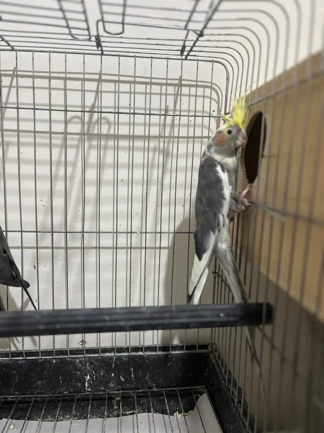 عروس هلندی با جوجه|پرنده|قم, بنیاد|دیوار