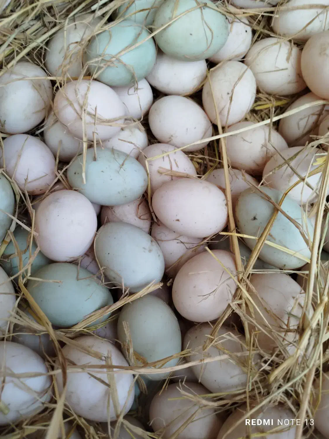 تخم اردک|خوردنی و آشامیدنی|رشت, فلسطین|دیوار