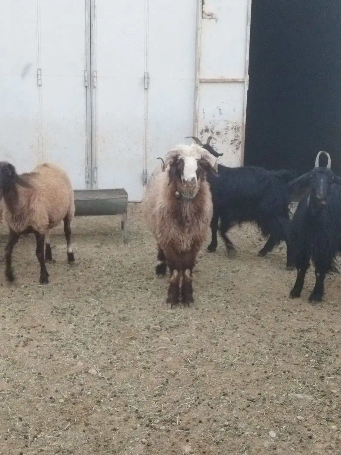 بره قوچ|حیوانات مزرعه|وردشت, |دیوار