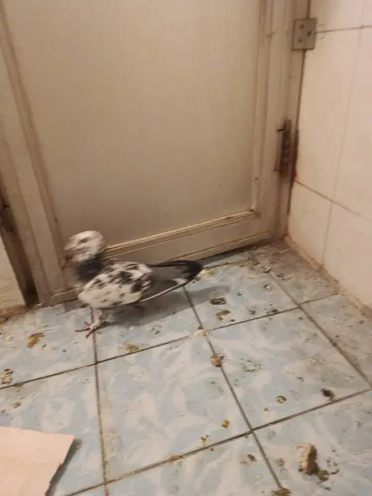 دوتا کبوتر پرشی|پرنده|یزد, |دیوار