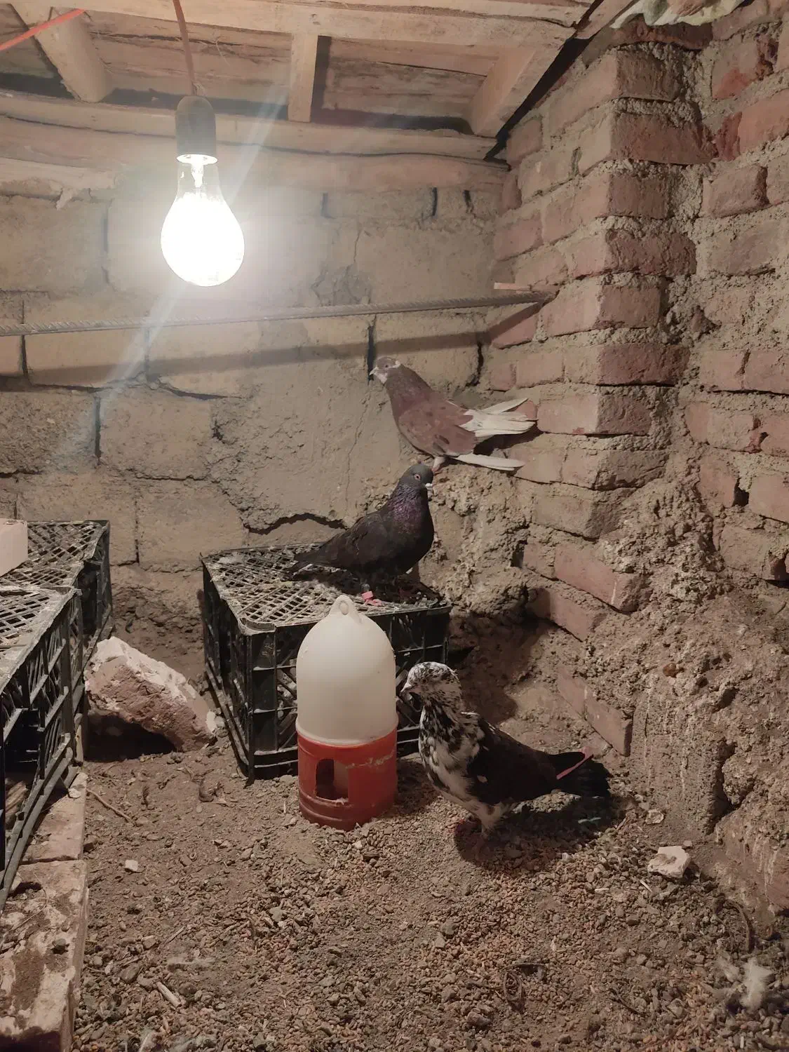 کبوتر|پرنده|سلماس, |دیوار