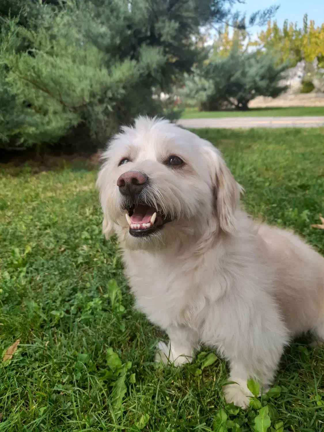 گم شده|حیوانات|هشتگرد, فاز ۱ مهستان|دیوار