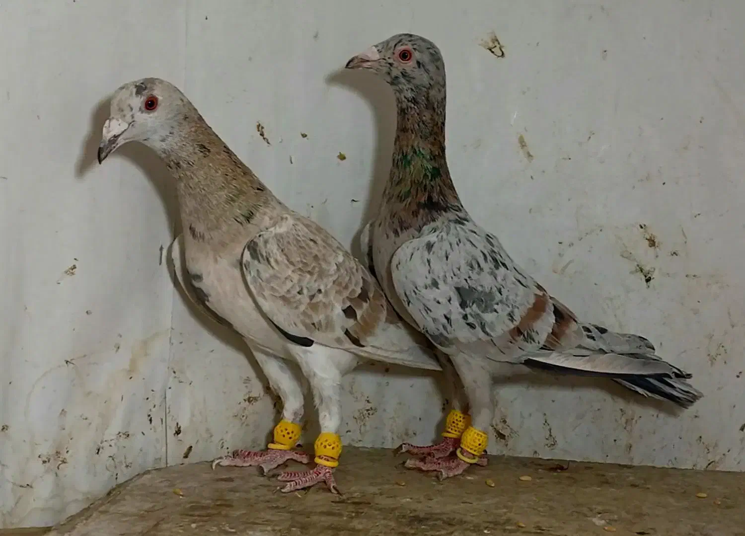 زردهفرنگ خرمایی هفرنگ|پرنده|قزوین, |دیوار