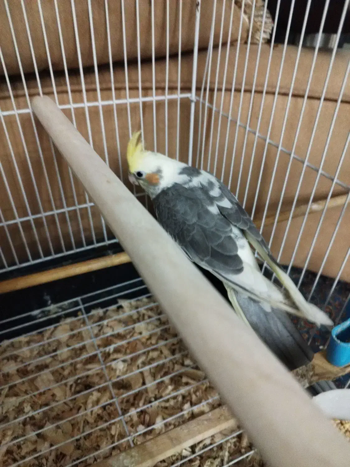 جوجه عروس کاملاً دستی باهوش و بازیگوش|پرنده|فردیس, سپید دشت|دیوار