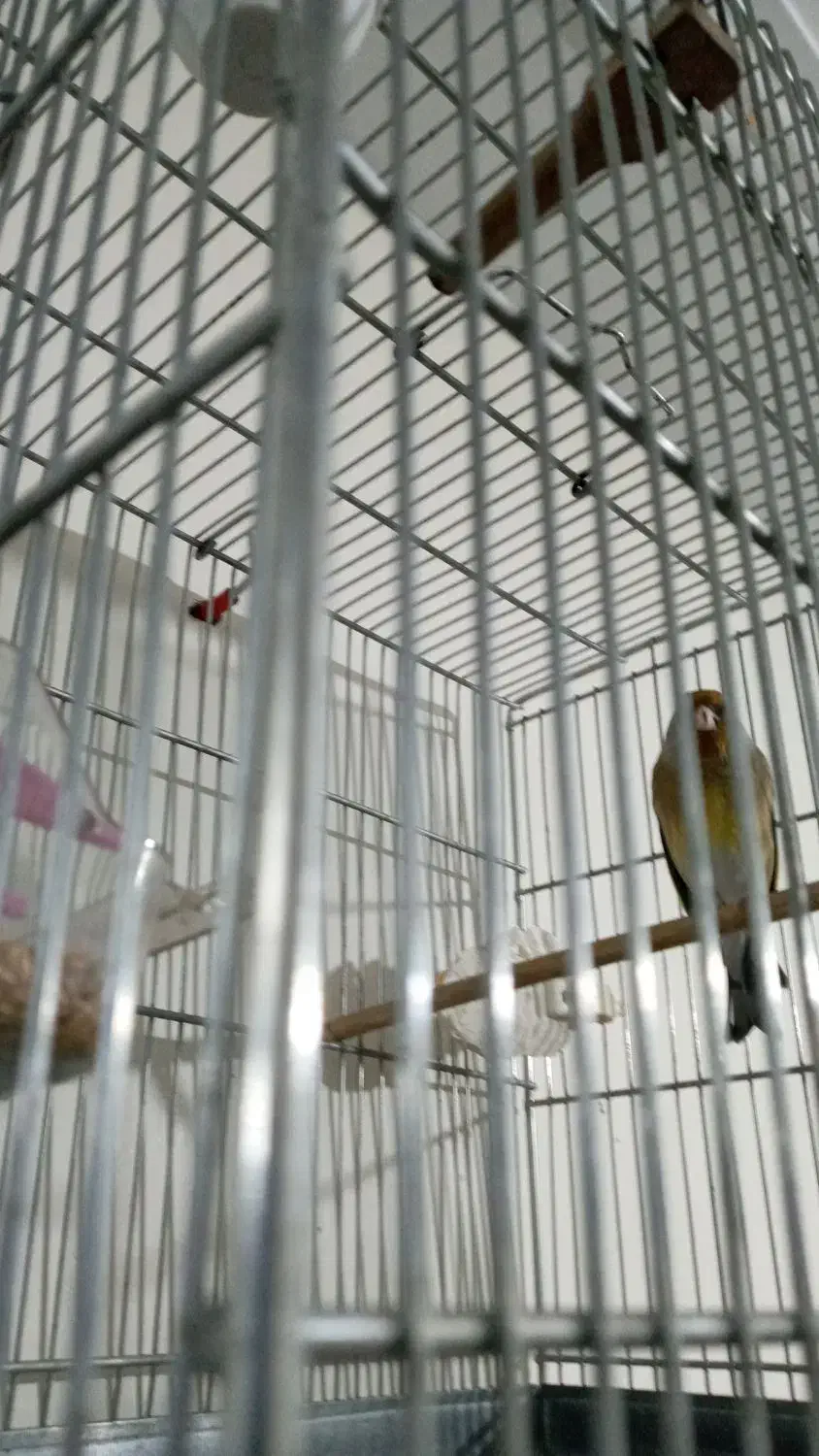 سهره قناری دهنداربخون.|پرنده|کرج, المهدی|دیوار