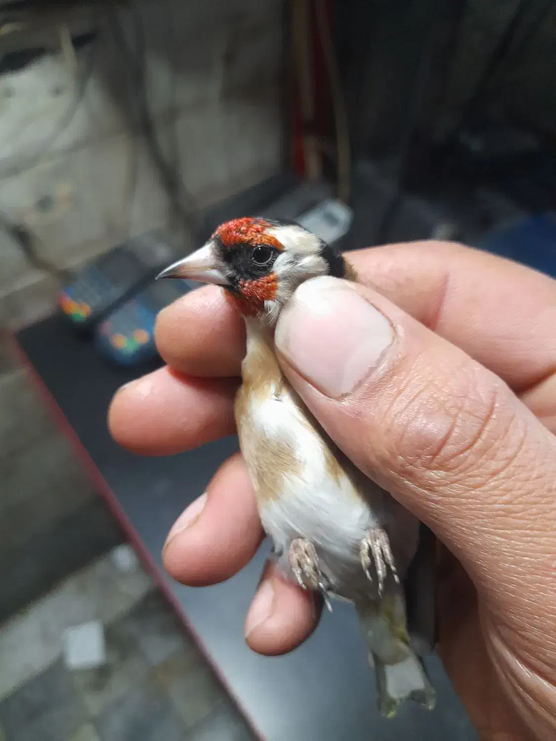 سهره نر|پرنده|قم, آزادگان|دیوار