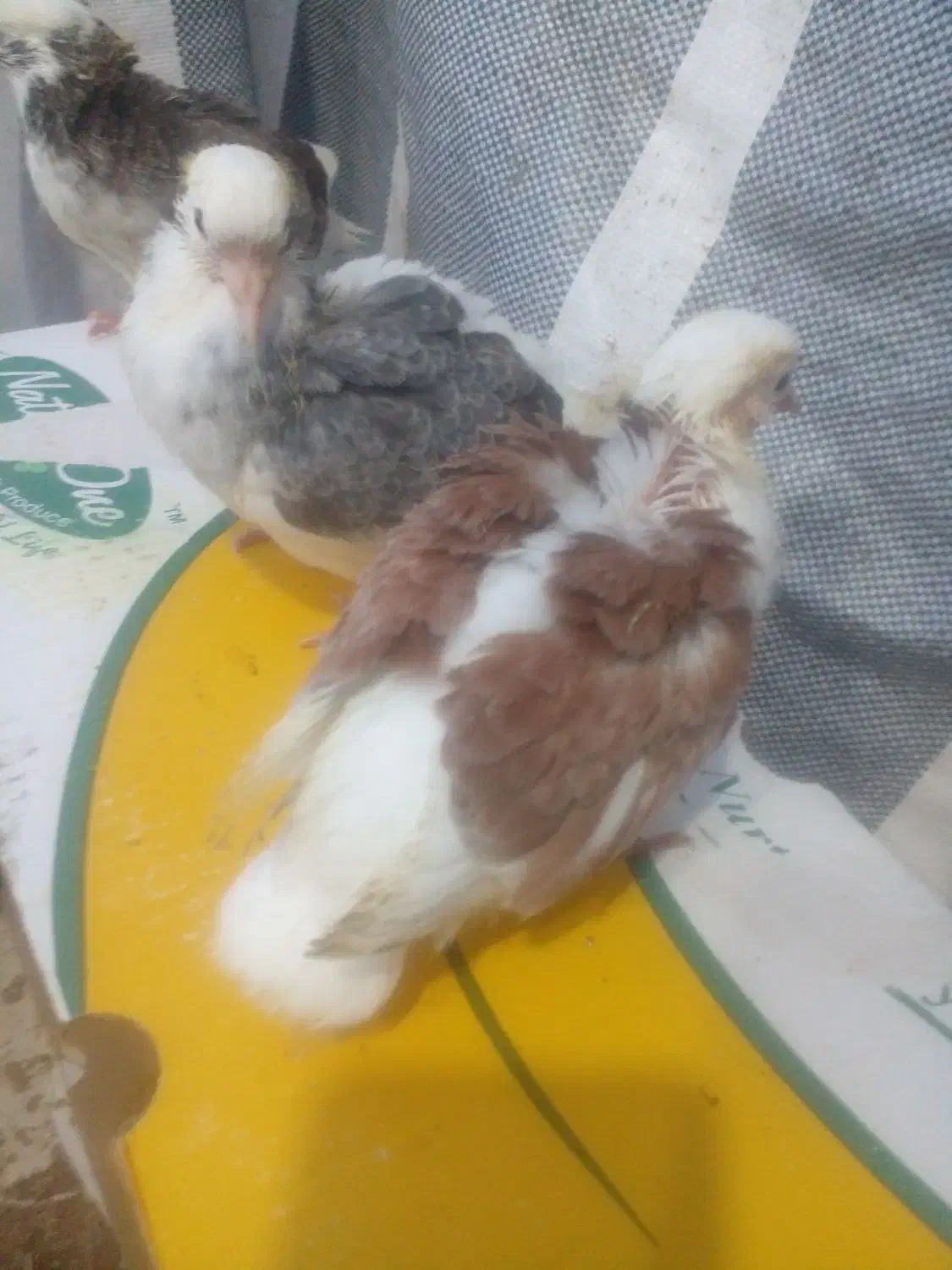 جوجه کبوتر|پرنده|آستانه اشرفیه, |دیوار