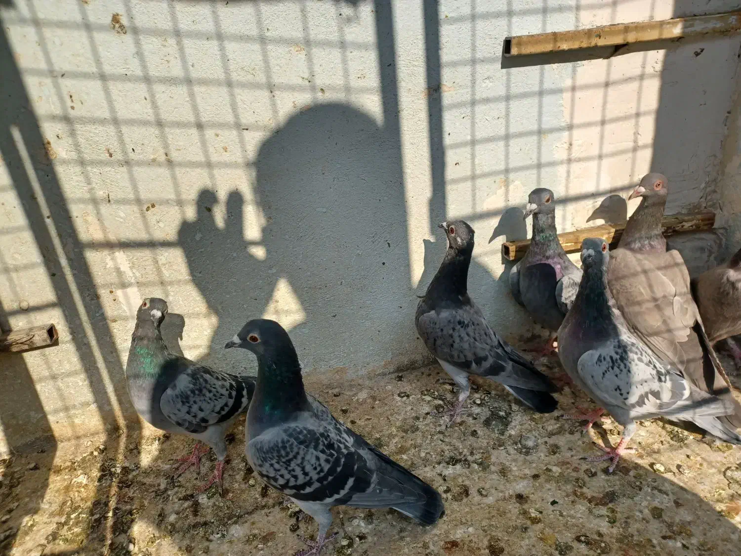 ۸عدد کفتر المانی ماده ۲عددسرکه ای ماده|پرنده|تهران, شیوا|دیوار