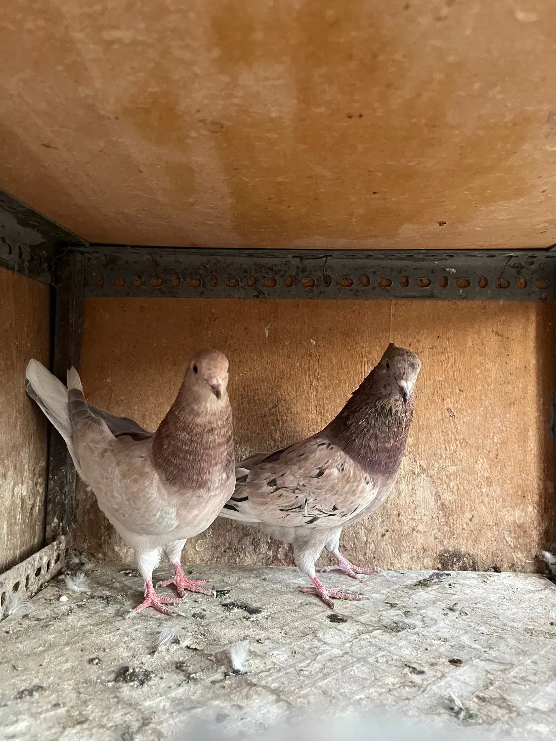 کفتر سرور|پرنده|اسلامشهر, مطهری|دیوار