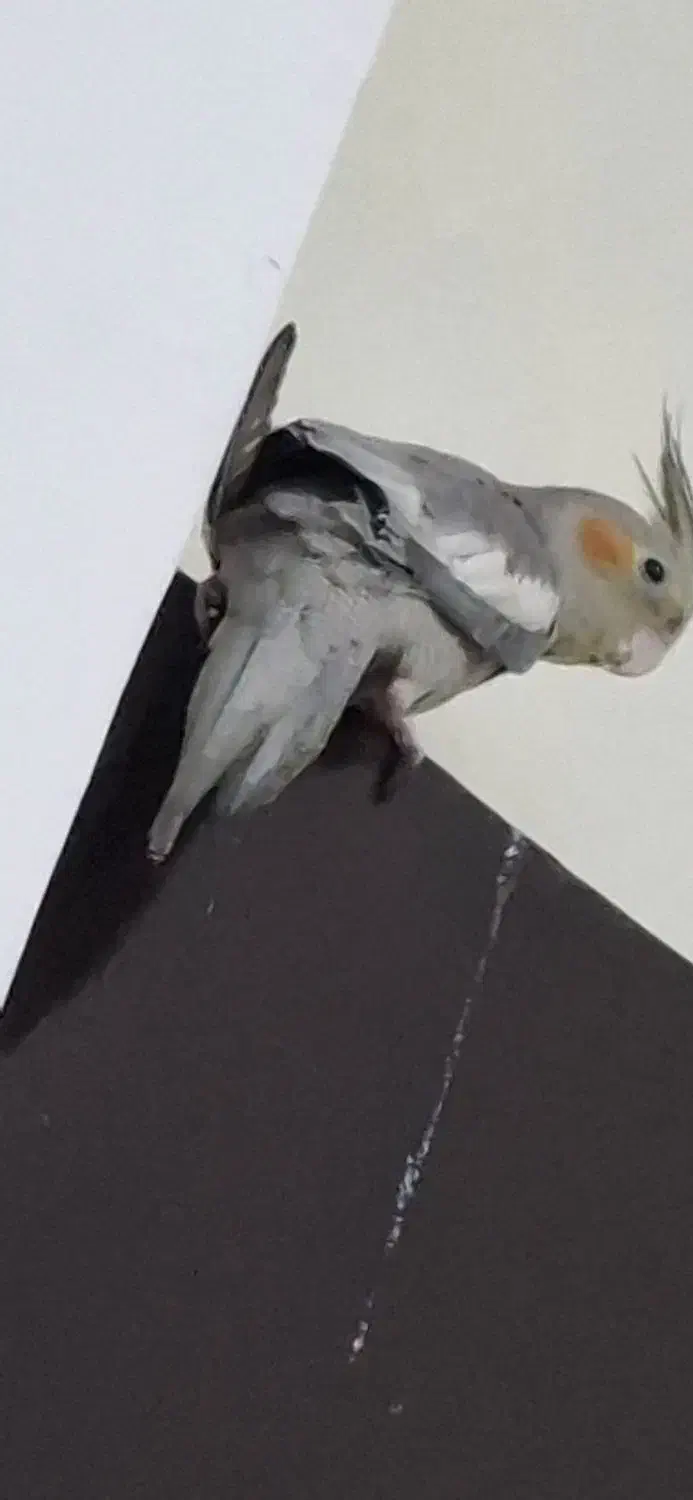 عروس هلندی ماده|پرنده|بندرعباس, |دیوار