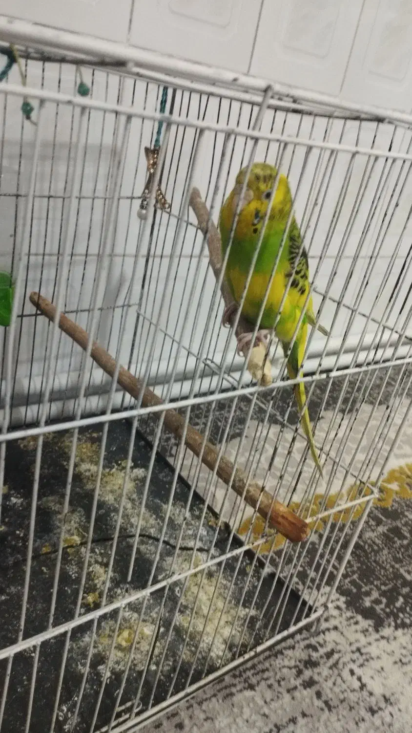 مرغ عشق|پرنده|رباط‌کریم, رباط‌کریم|دیوار