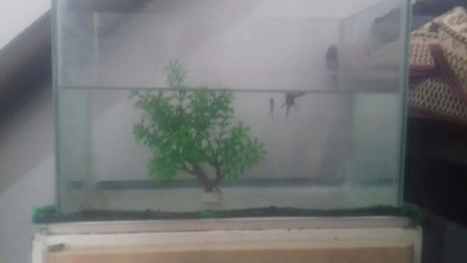 اکواریم|ماهی|نیشابور, بنیاد شهید|دیوار