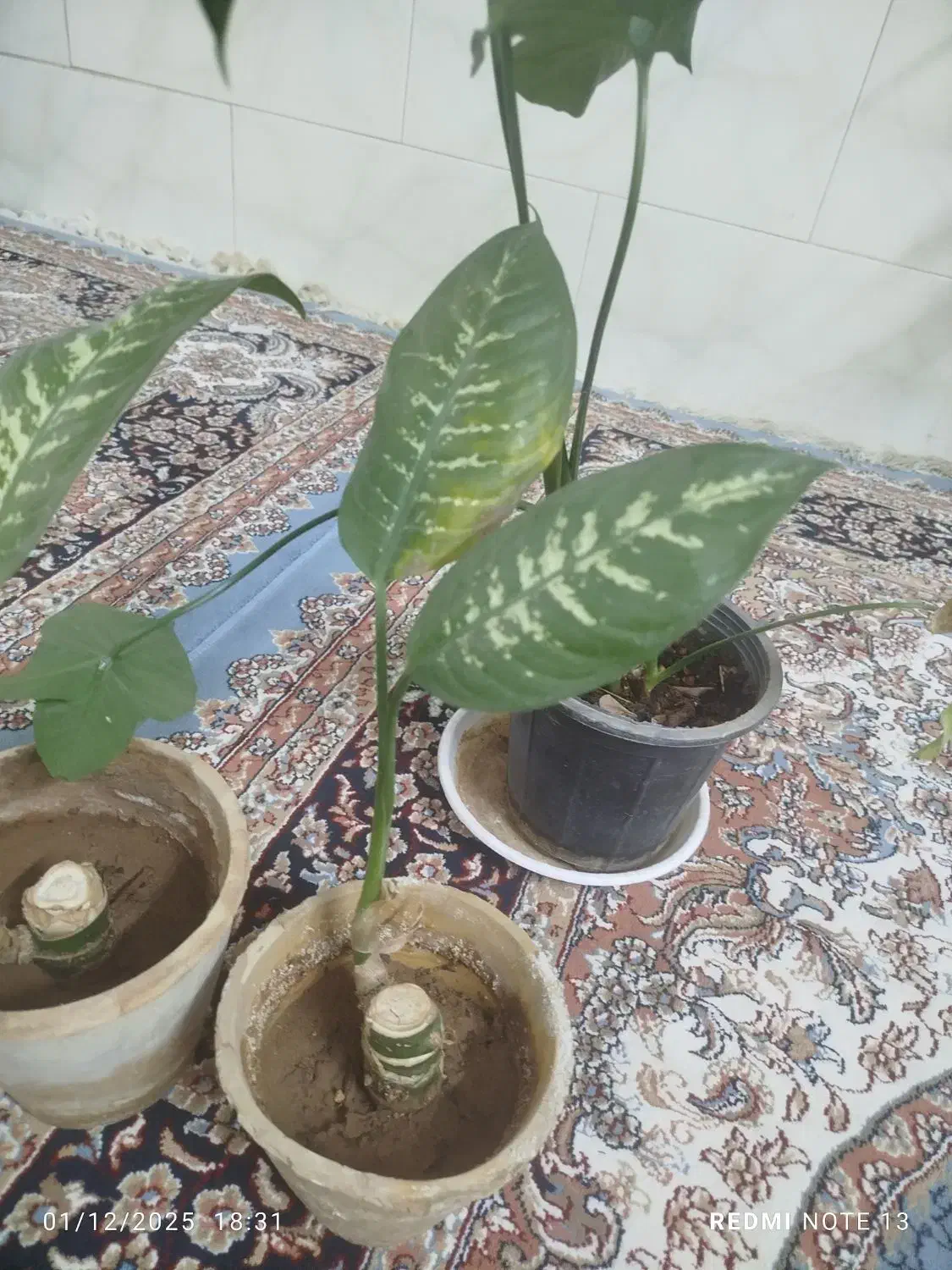 گل وگلدان|گل و گیاه طبیعی|حمیدیا, |دیوار