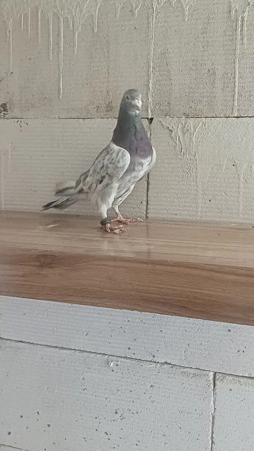 سرور درگ|پرنده|مبارکه, |دیوار