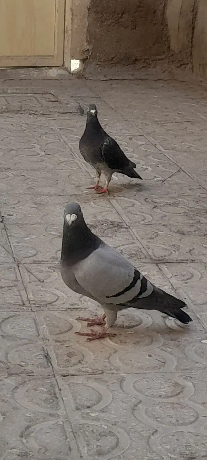 کبوتر|پرنده|حمیدیا, |دیوار