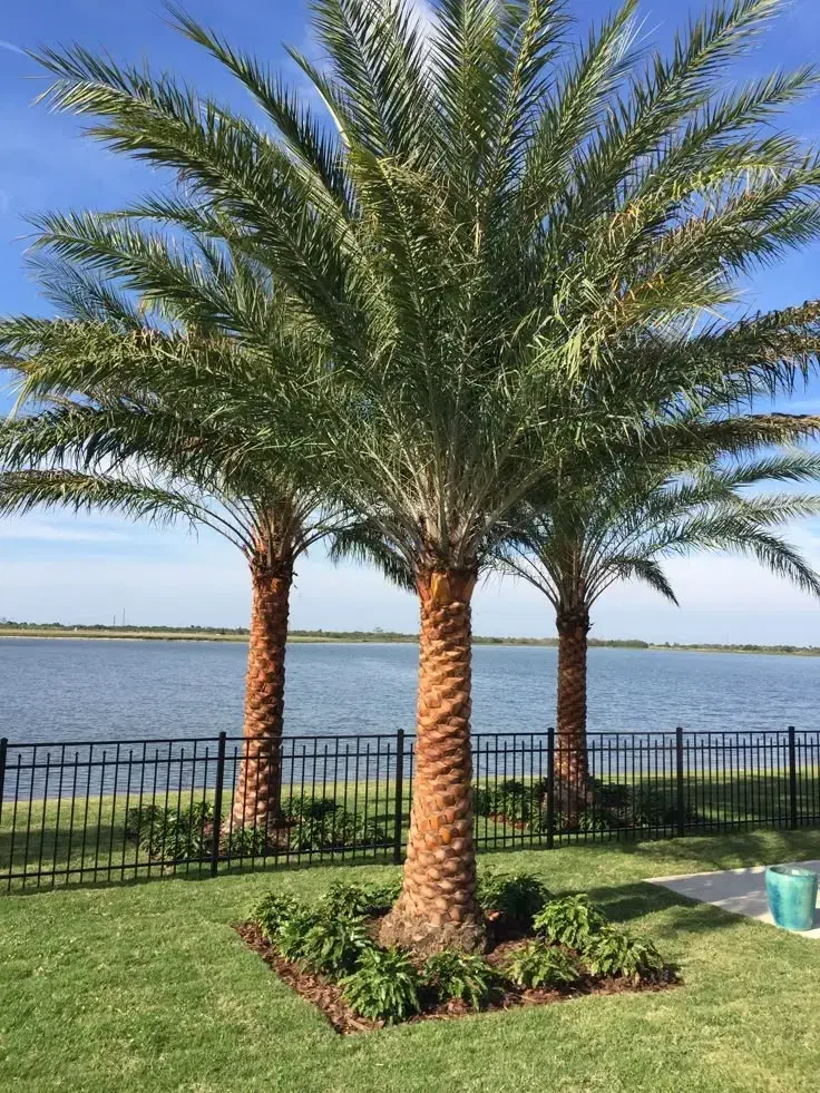 نخل تنه دار سه متر تا 15متر|خدمات باغبانی و درختکاری|کاشان, بازار کاشان|دیوار