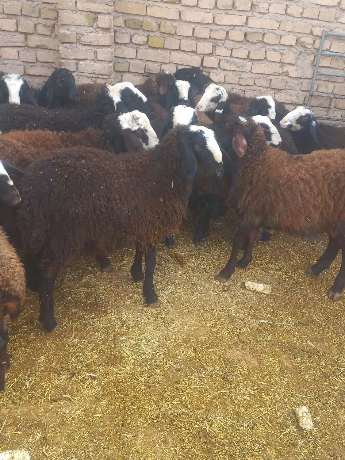 فروش ۳۰راس بره نر اصیل شال صاف و درشت|حیوانات مزرعه|دشتابی, |دیوار