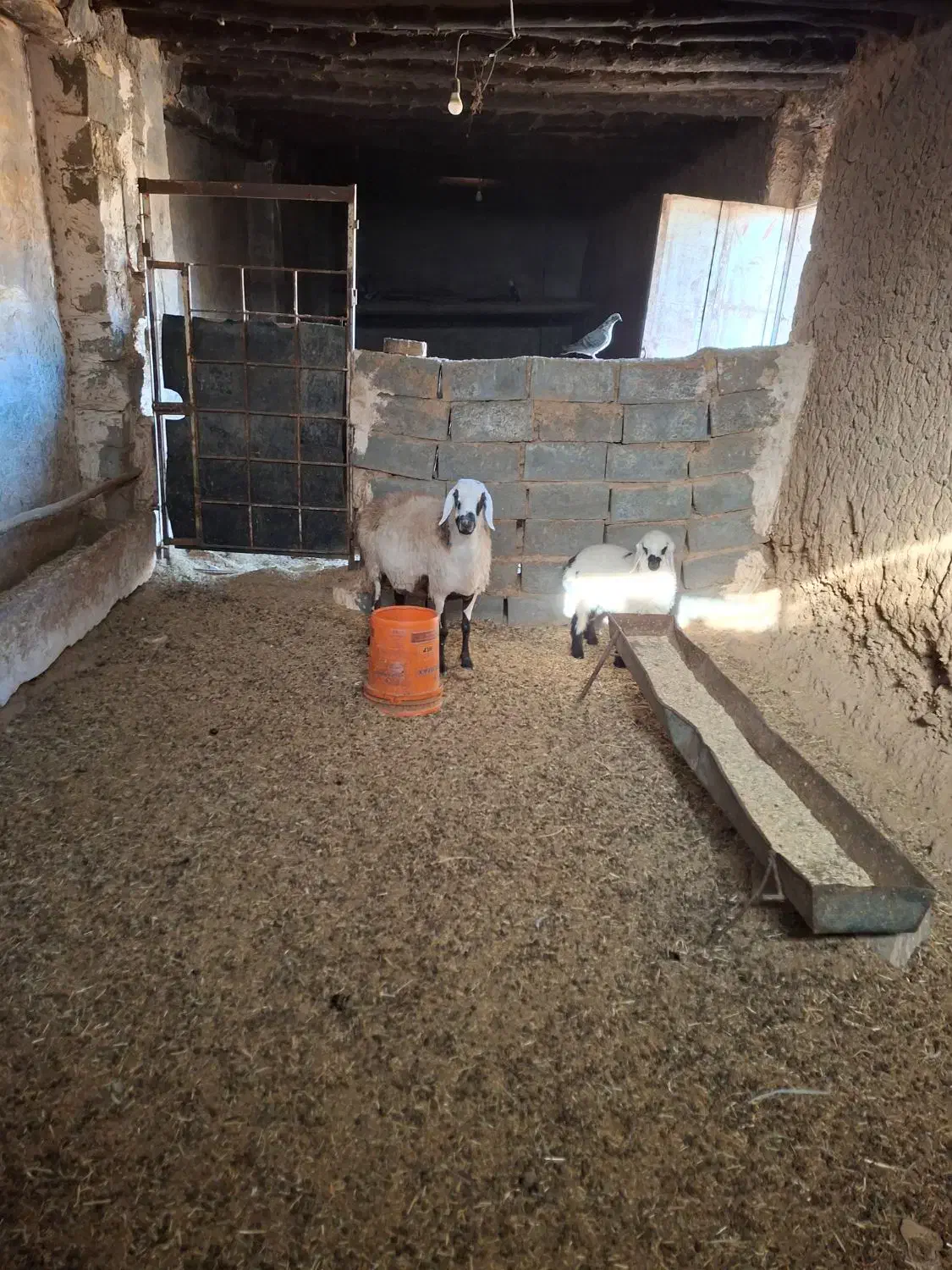 میش و بره|حیوانات مزرعه|سنگان, |دیوار