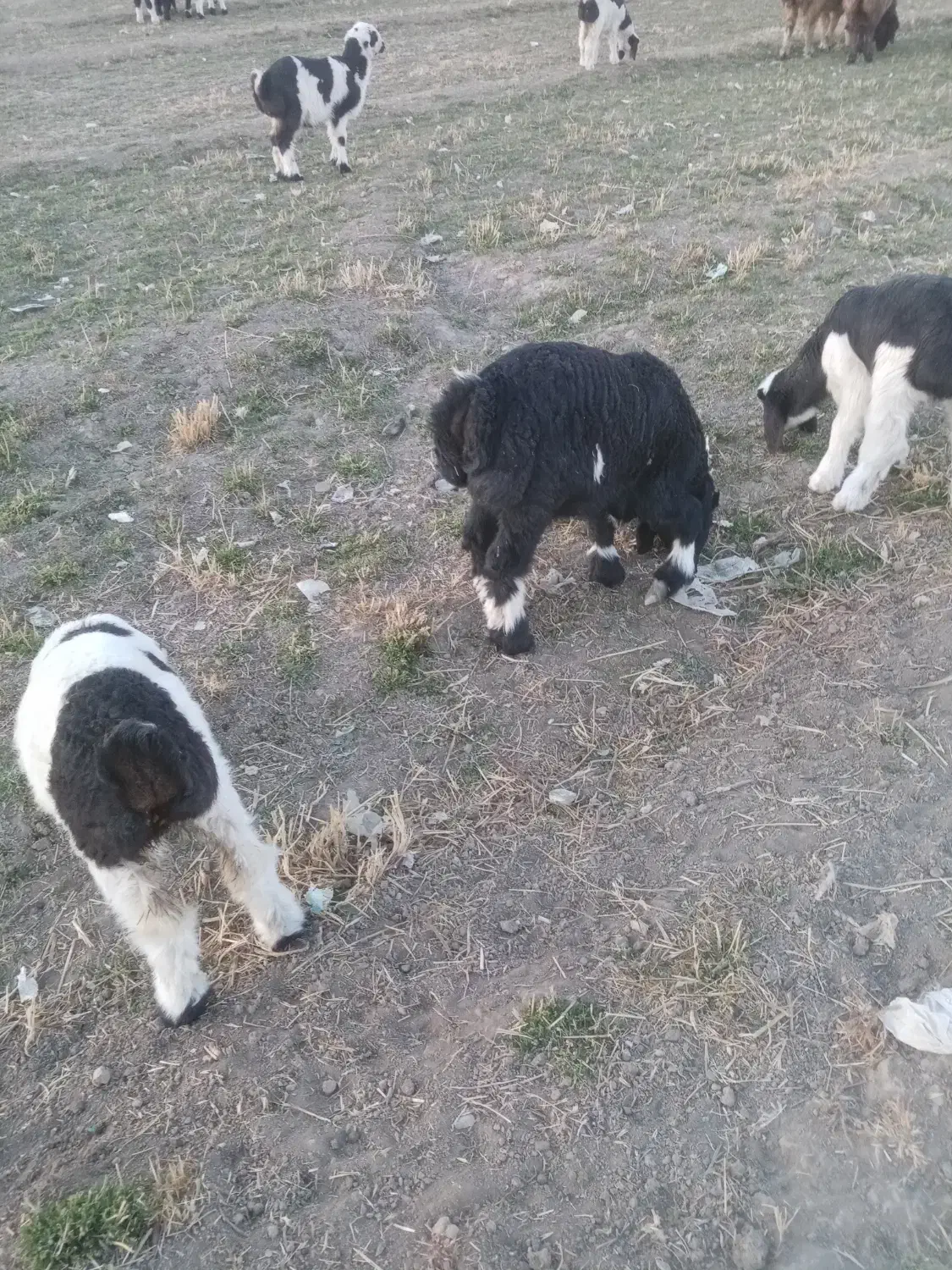 بز و میش بره دار به فروش میرسد|حیوانات مزرعه|یاسوج, |دیوار