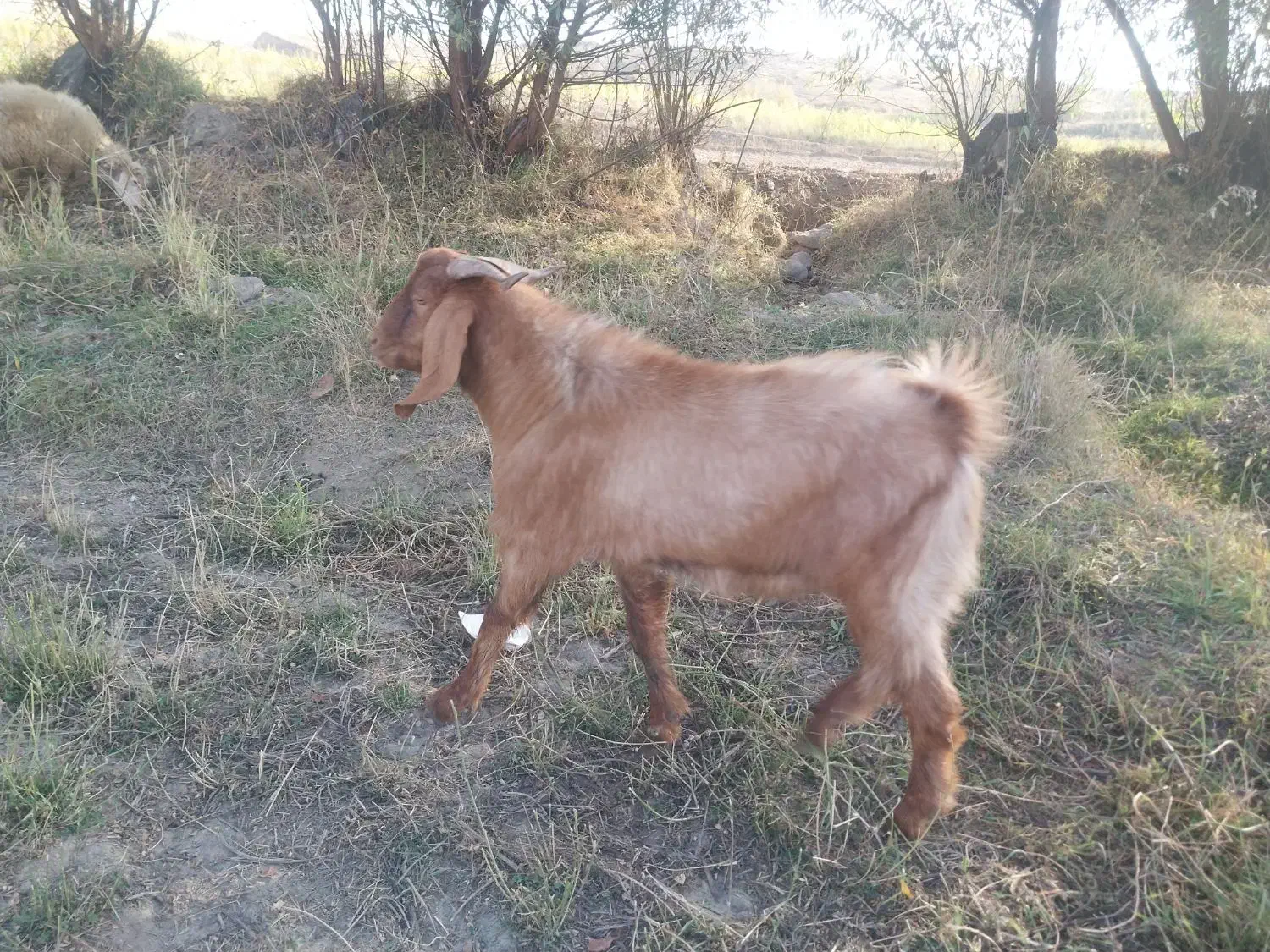 بزنر|حیوانات مزرعه|قصابه, |دیوار