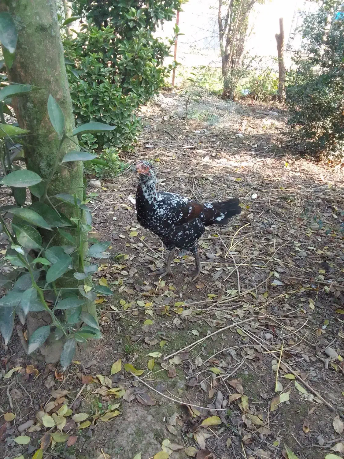 ۷ عددجوجه مرغ لاری تازه وارد ۷ ماه شدن|حیوانات مزرعه|ماسال, |دیوار