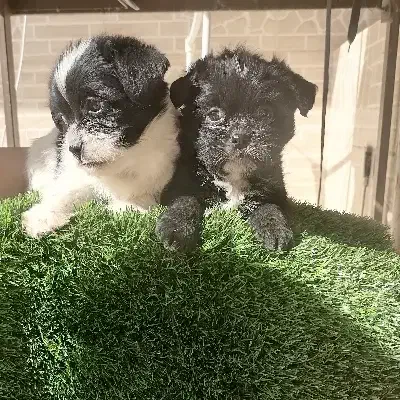 توله سگ|سگ|کرمان, |دیوار