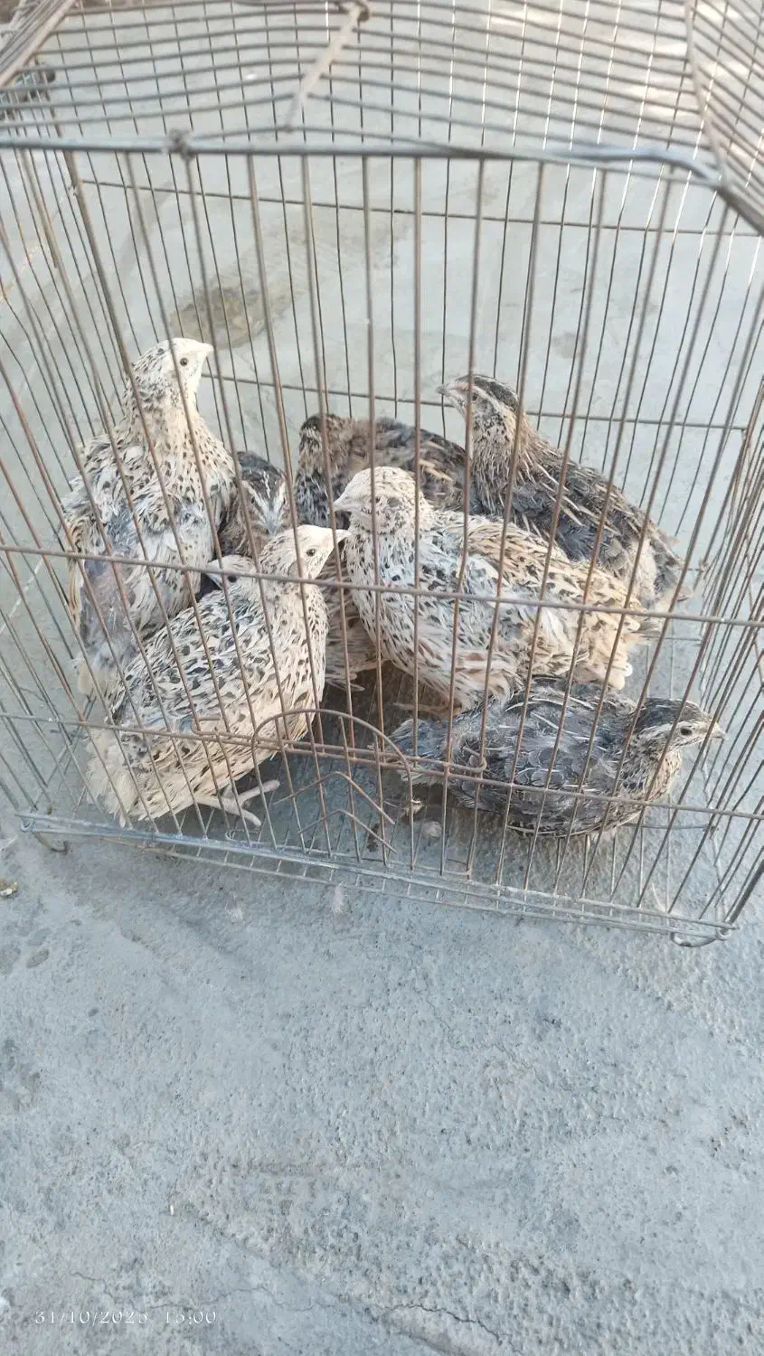 بلدرچین|حیوانات مزرعه|مرند, |دیوار