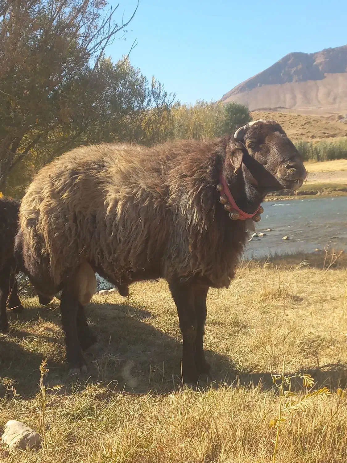 قوچ  میش   بز   بره   سگ|حیوانات مزرعه|چنارود, |دیوار