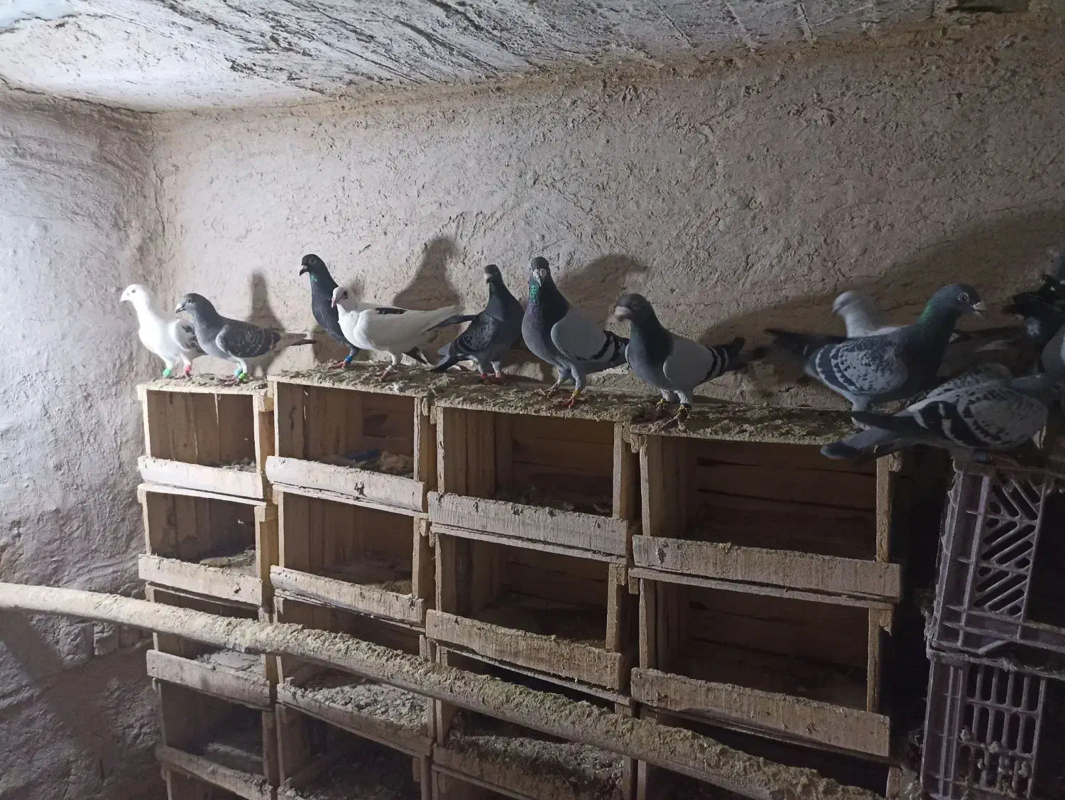 کبوتر|پرنده|میاندوآب, |دیوار