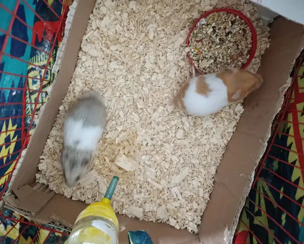 همستر|موش و خرگوش|قزوین, |دیوار