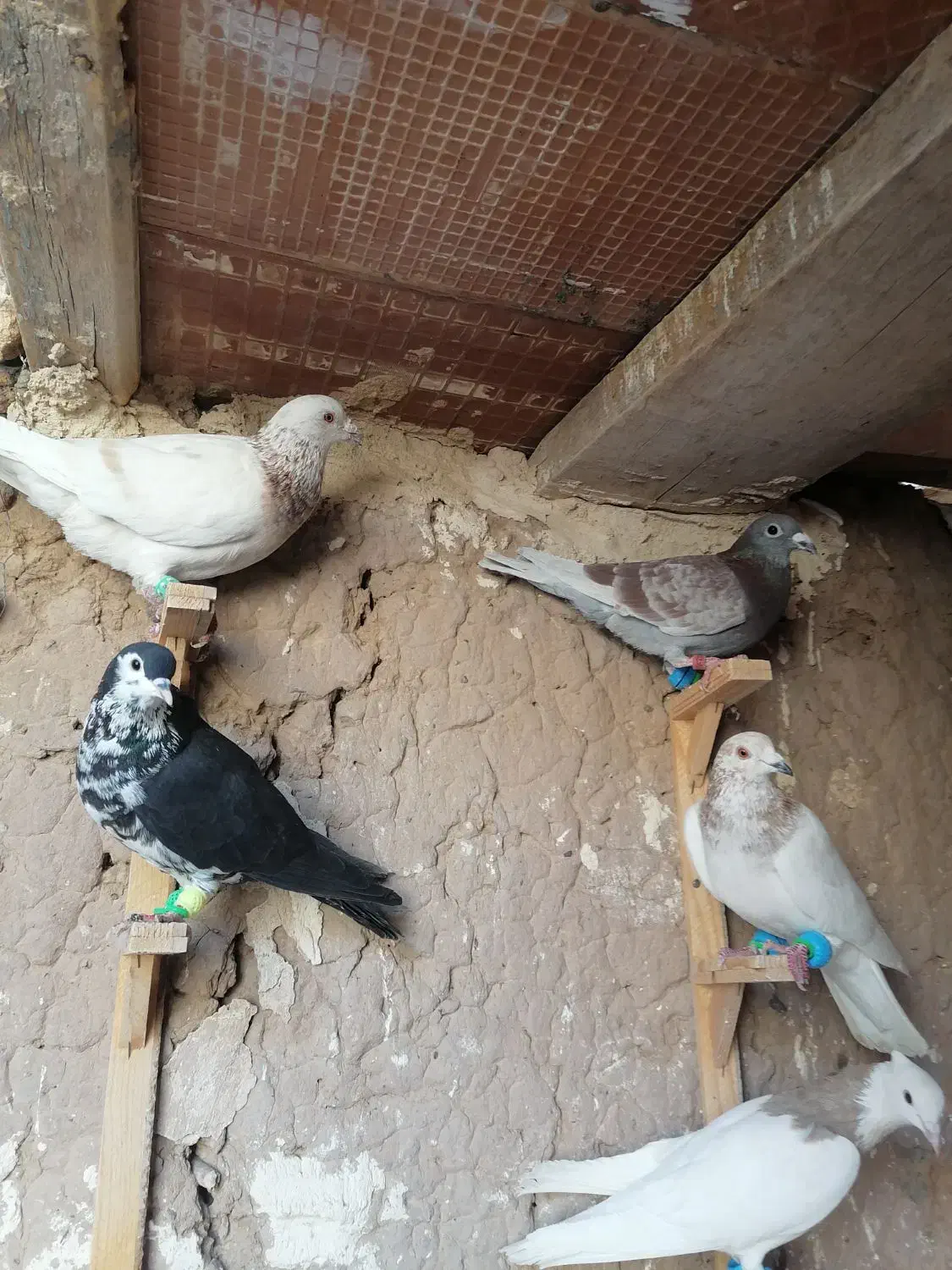 کبوتر|پرنده|مشهد, عامل|دیوار