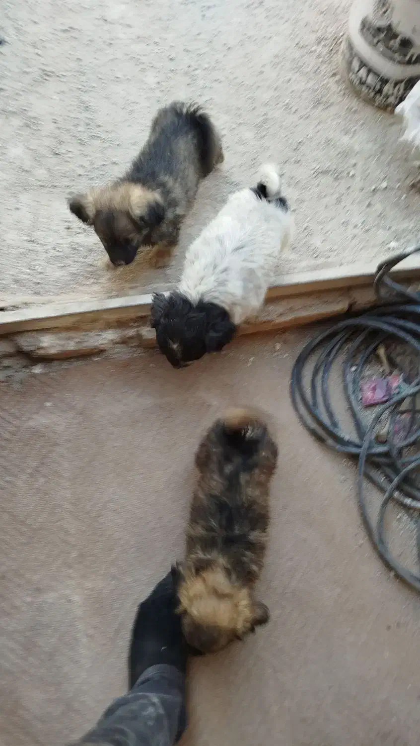 3عدد سگ پاکوتاه شیتزو|سگ|سمنان, |دیوار