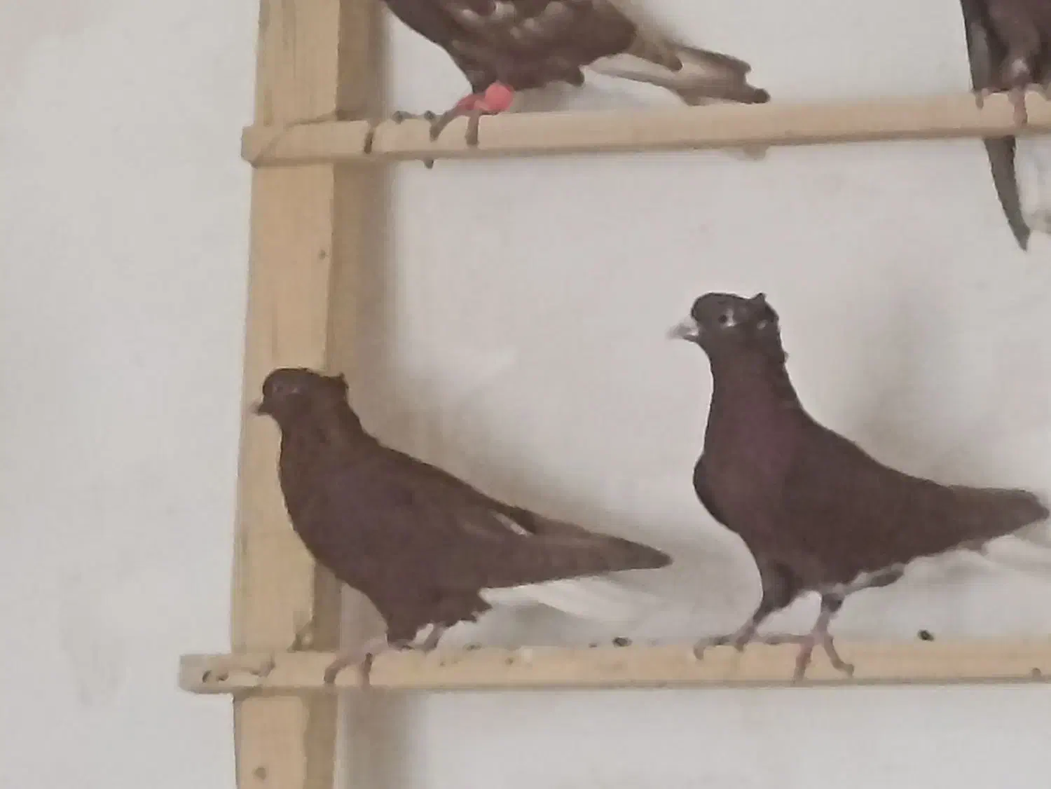 کبوتر سرخن دم سفید|پرنده|کرمانشاه, |دیوار