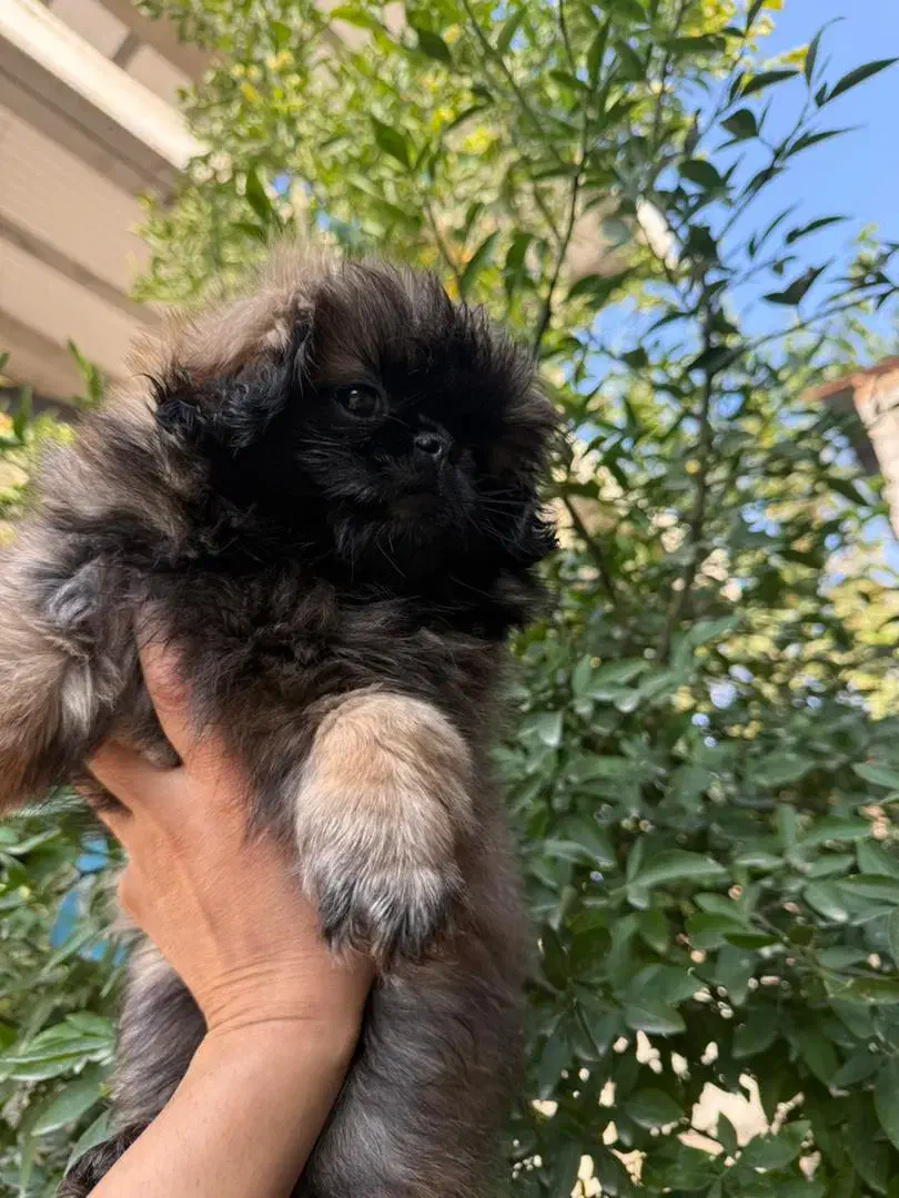 سگ پشمالو|سگ|تهران, منیریه|دیوار