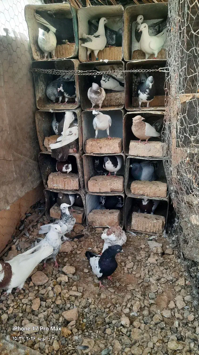 چند جفت کبوتر|پرنده|فسا, |دیوار