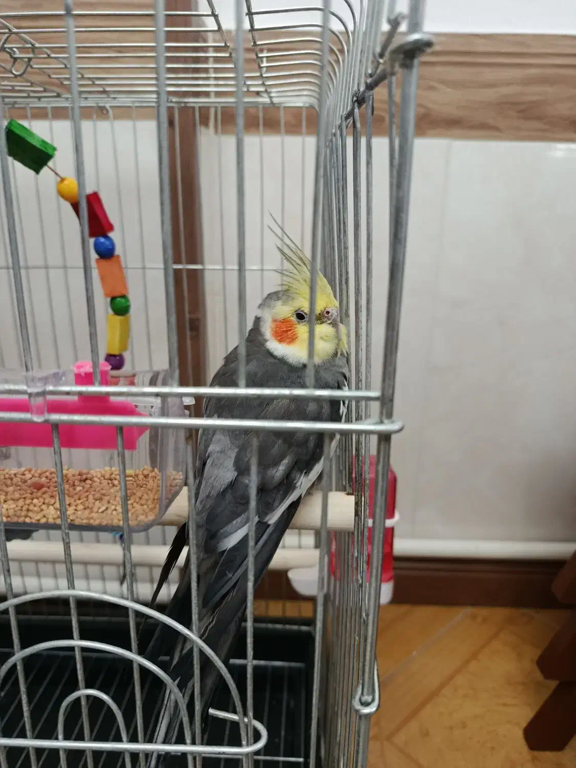 عروس هلندی|پرنده|محمدشهر, کوی بهار|دیوار