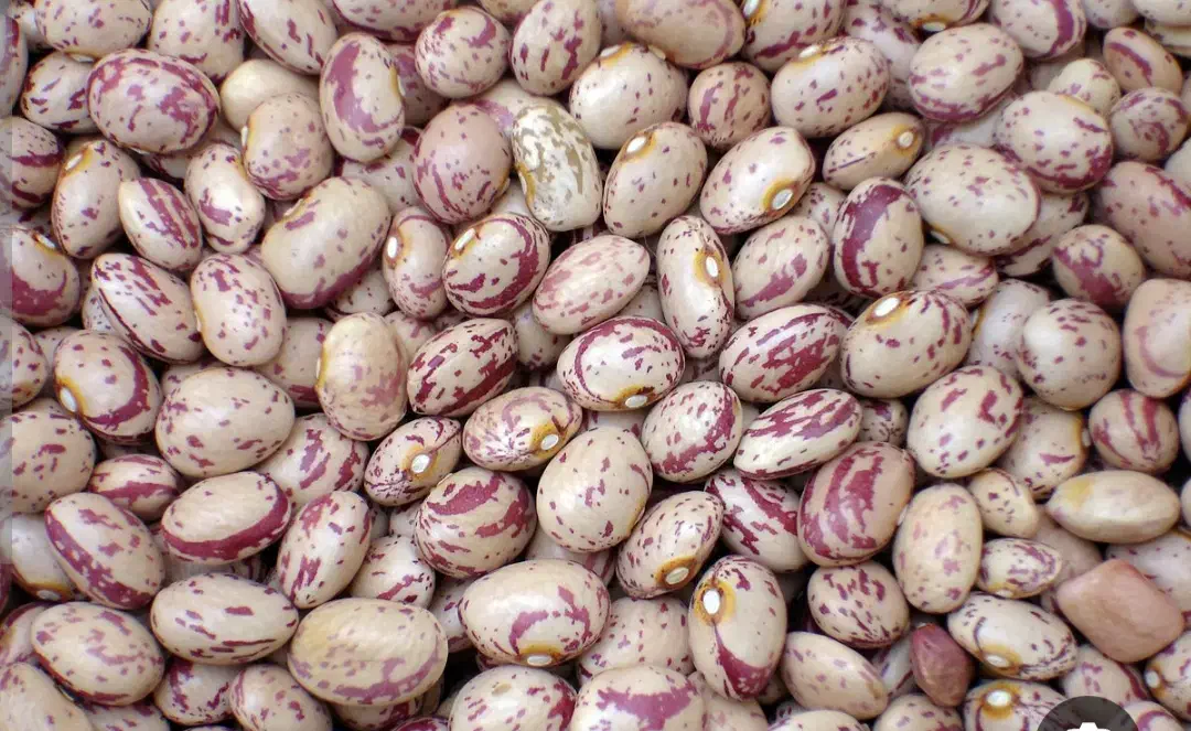 لوبیا چیتی|خوردنی و آشامیدنی|شیراز, مسلم|دیوار